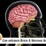 Brain-Nervous-Activity